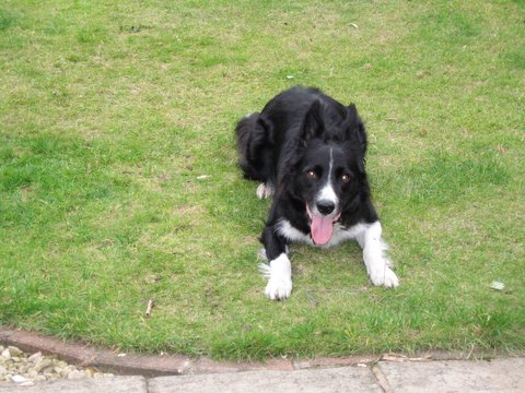 dog1