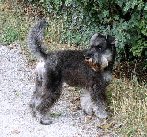dog2