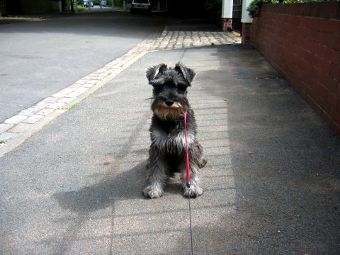 dog5