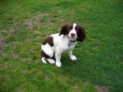 dog6