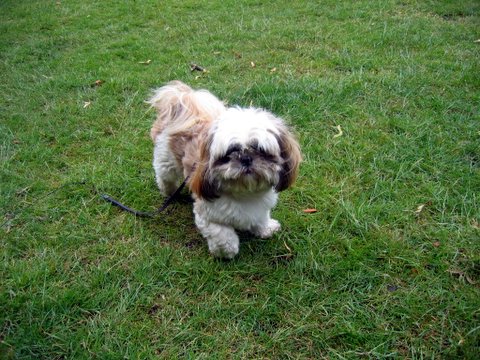 dog9